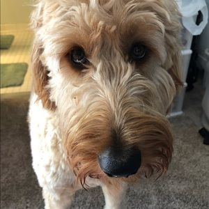 Meet your Posher, Payton